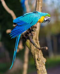 The blue-and-yellow, also known as the blue-and-gold macaw, is a large South American parrot with blue top parts and yellow under parts. It is a member of the large group of neotropical parrots.