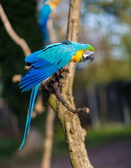 The blue-and-yellow, also known as the blue-and-gold macaw, is a large South American parrot with blue top parts and yellow under parts. It is a member of the large group of neotropical parrots.