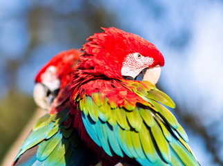 green-winged macaw, also known as the red-and-green , is a large, mostly-red bird of the Ara genus. This is the largest of the genus, widespread in the forests and woodlands of South America.
