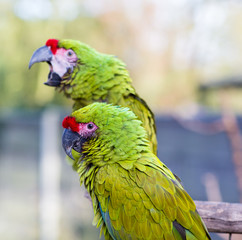 The military macaw is a large parrot and is medium-sized. Though considered vulnerable as a wild species, it is still commonly found in the pet trade industry. It is found in the forests of Mexico. 