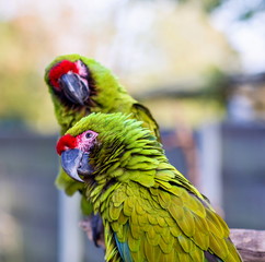 The military macaw is a large parrot and is medium-sized. Though considered vulnerable as a wild species, it is still commonly found in the pet trade industry. It is found in the forests of Mexico. 