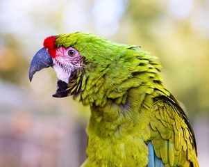 The military macaw is a large parrot and is medium-sized. Though considered vulnerable as a wild species, it is still commonly found in the pet trade industry. It is found in the forests of Mexico. 