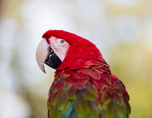 green-winged macaw, also known as the red-and-green , is a large, mostly-red bird of the Ara genus. This is the largest of the genus, widespread in the forests and woodlands of South America.