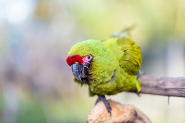 The military macaw is a large parrot and is medium-sized. Though considered vulnerable as a wild species, it is still commonly found in the pet trade industry. It is found in the forests of Mexico. 