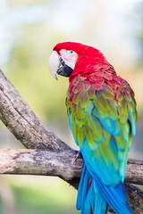 The green-winged macaw, also known as the red-and-green , is a large, mostly-red bird of the Ara genus. This is the largest of the genus, widespread in the forests and woodlands of South America.
