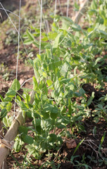 beanstalk,green,jack,outdoor,closeup,grow,agriculture,pea,growing,gardening,season,garden,french,herb,background,health,food,sprouting,foliage,natural,spring,red,organic,bio,leaf,bean,summer,vegetable