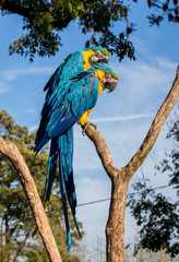 The blue-and-yellow, also known as the blue-and-gold macaw, is a large South American parrot with blue top parts and yellow under parts. It is a member of the large group of neotropical parrots.