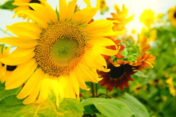 Selective and Soft focus. Sunflowers field with lighting flare effect.