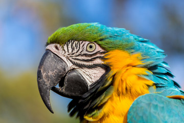 The blue-and-yellow, also known as the blue-and-gold macaw, is a large South American parrot with blue top parts and yellow under parts. It is a member of the large group of neotropical parrots.