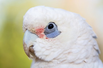 The Tanimbar corella also known as Goffin's cockatoo or Goffin's corella, is a species of cockatoo endemic to forests of Yamdena, Larat and Selaru, all islands in the Tanimbar Islands in Indonesia. 