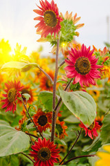 Obraz premium Selective and Soft focus. Red Sunflowers field with Sun rise flare effect.