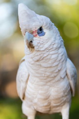 Obraz premium The Tanimbar corella also known as Goffin's cockatoo or Goffin's corella, is a species of cockatoo endemic to forests of Yamdena, Larat and Selaru, all islands in the Tanimbar Islands in Indonesia. 