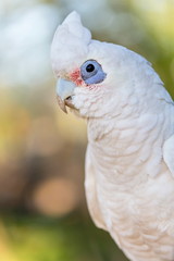 The Tanimbar corella also known as Goffin's cockatoo or Goffin's corella, is a species of cockatoo endemic to forests of Yamdena, Larat and Selaru, all islands in the Tanimbar Islands in Indonesia. 