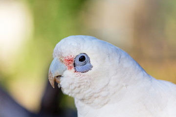 The Tanimbar corella also known as Goffin's cockatoo or Goffin's corella, is a species of cockatoo...