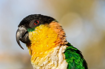 The caiques are species of parrots in the genus Pionites. They are relatively small parrots and stocky, with a short, square tail and very bright colors. 