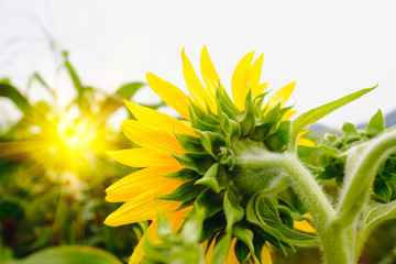 Selective and Soft focus. Back of Sunflowers field under the Sun rise with warm flare.