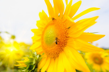 The bee sitting on sunflower. Selective and Soft focus with Sun rise flare effect.