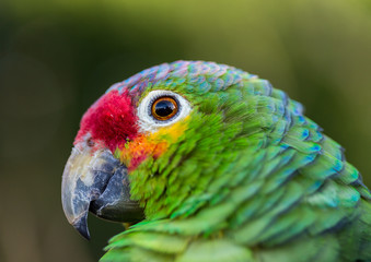 The red-lored amazon or red-lored parrot  is a species from the amazon, native to tropical regions of the Americas, from eastern Mexico south to Ecuador where it occurs in humid evergreen forests.