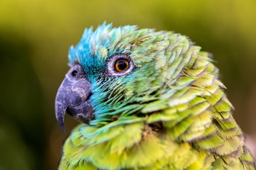 The blue-fronted amazon, also called the turquoise-fronted amazon and blue-fronted parrot, is a South American species of amazon and one of the most common parrots kept in captivity as a pet.