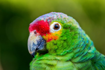 The red-lored amazon or red-lored parrot  is a species from the amazon, native to tropical regions of the Americas, from eastern Mexico south to Ecuador where it occurs in humid evergreen forests.