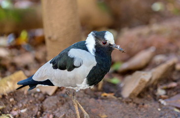 The pied plover, also known as the pied lapwing, is a species of bird in the family Charadriidae. It is a strongly marked bird with a prominent black V on its mantle. 