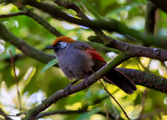 There are four subspecies of the Red-tailed Laughing thrush. They are found in China, Laos, Myanmar, Thailand and Vietnam. Their diet includes seeds, small fruits, and insects. 