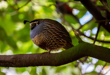The California quail, also known as the California valley or valley quail, is a small ground-dwelling bird in the New World quail family. 