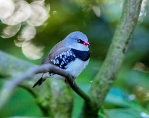 The diamond firetail is a finch that has a fiery red bill, eyes, and rump. It has a thick black band that extends horizontally until it reaches the part of the wings which are black with white spots.