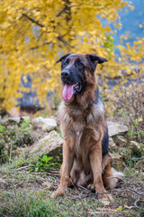 The German shepherd, taken in outdoor