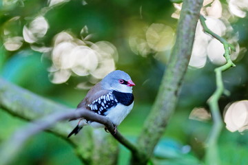 The diamond firetail is a finch that has a fiery red bill, eyes, and rump. It has a thick black band that extends horizontally until it reaches the part of the wings which are black with white spots.