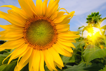 Obraz premium Selective and Soft focus. Sunflowers field with lighting flare effect.