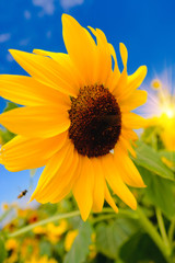 Selective and Soft focus. Sunflowers field and blue sky with lighting flare effect.