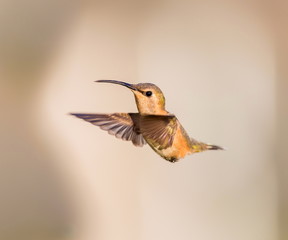 Lucifer hummingbird female. The tiny, vividly purple-throated Lucifer Hummingbird is mainly a species of northern Mexico and central Mexico. 