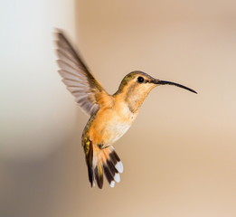 Lucifer hummingbird female. The tiny, vividly purple-throated Lucifer Hummingbird is mainly a species of northern Mexico and central Mexico. 