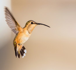 Lucifer hummingbird female. The tiny, vividly purple-throated Lucifer Hummingbird is mainly a species of northern Mexico and central Mexico. 
