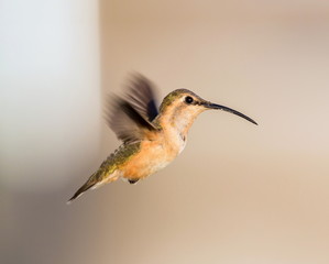 Lucifer hummingbird female. The tiny, vividly purple-throated Lucifer Hummingbird is mainly a species of northern Mexico and central Mexico. 
