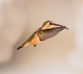 Lucifer hummingbird female. The tiny, vividly purple-throated Lucifer Hummingbird is mainly a species of northern Mexico and central Mexico. 