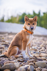 The cute shiba inu