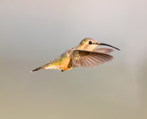 Lucifer hummingbird female. The tiny, vividly purple-throated Lucifer Hummingbird is mainly a species of northern Mexico and central Mexico. 