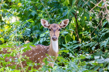 The chital or cheetal, also known as spotted deer or axis deer, is a deer found in the Indian subcontinent. They are a common prey for tigers and here you can see the animal watching for its enemy.