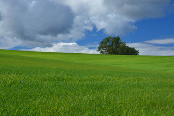 Obraz premium grass hill