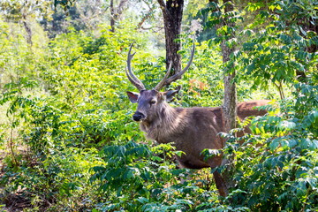 The sambar is a large deer native to the Indian subcontinent, southern China and Southeast Asia.