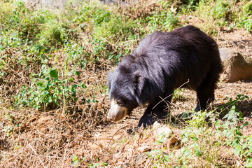 The sloth bear, also known as the labiated bear, is a nocturnal insectivorous species native to the Indian subcontinent.