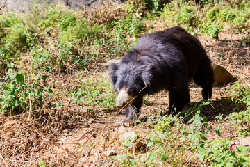 The sloth bear, also known as the labiated bear, is a nocturnal insectivorous species native to the Indian subcontinent.