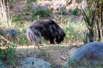 The sloth bear, also known as the labiated bear, is a nocturnal insectivorous species native to the Indian subcontinent.