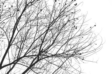 Nature autumn silhouette tree branch on sky abstract background.