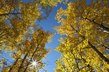 Bright Autumn Afternoon