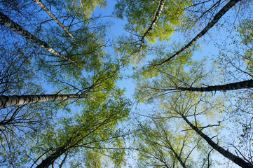 Top of trees with blue sky
