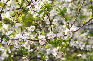 Branches of blossoming white cherry flowers tree in sunlight