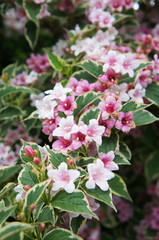 Weigela florida pink many flowers in garden